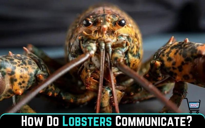 How Do Lobsters Communicate With Each Other