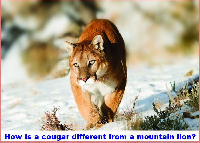 How is a cougar different from a mountain lion?