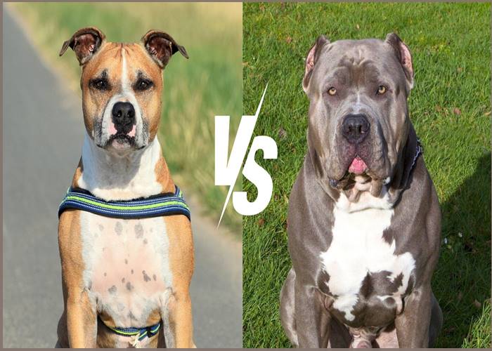 What is the difference between a pit bull and a Staffordshire terrier?