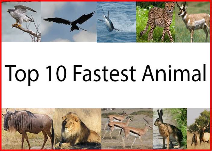 What is the fastest animal on earth?